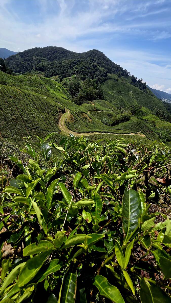 Plantacje herbaty