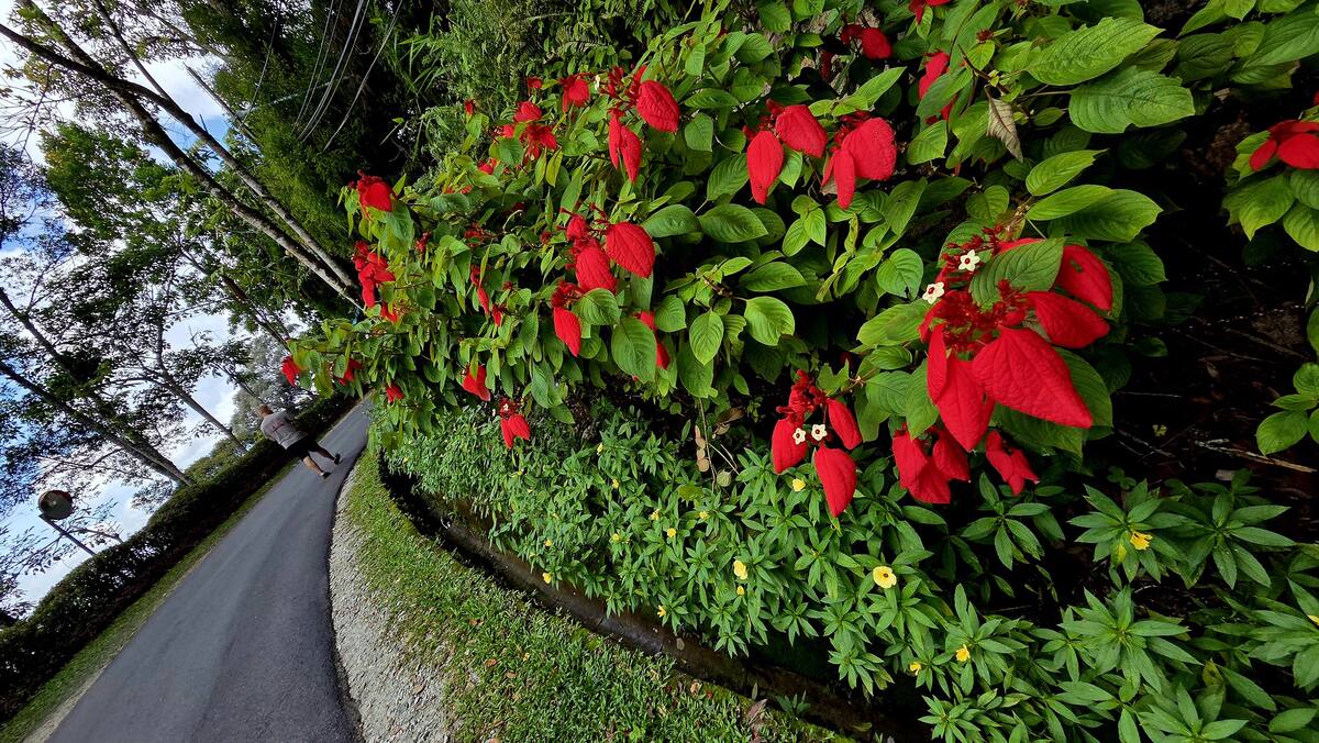 Kwiaty na Penang Hill